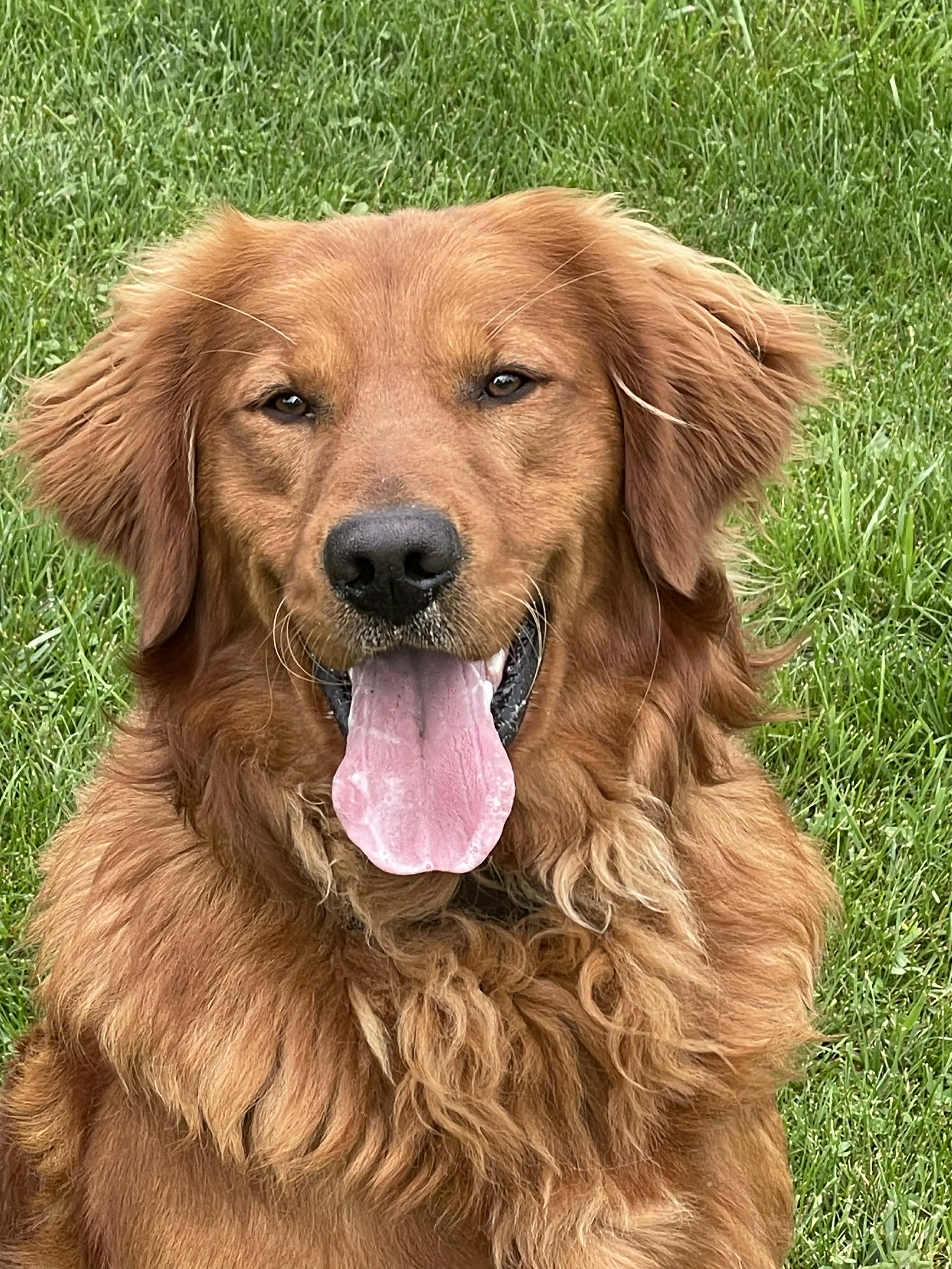Rusty, the sire — a stunning red golden retriever