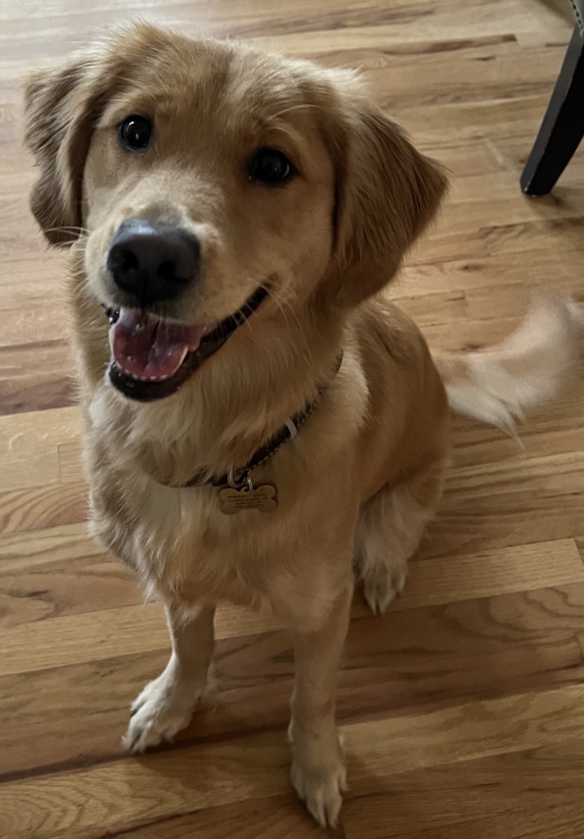 Sophie, the dam — a beautiful golden retriever